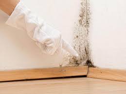 Best Attic Mold Removal in Glenmoor, OH